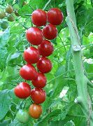фото Умелец f1 помидоры и томаты