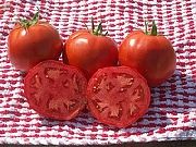 фото Лакота F1 помидоры и томаты