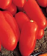 фото Цилао F1 помидоры и томаты