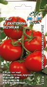 фото Екатерина Великая F1 помидоры и томаты