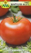 фото Магнум 44 F1 помидоры и томаты