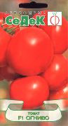 фото Огниво F1 помидоры и томаты