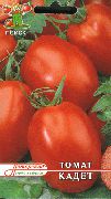 фото Кадет помидоры и томаты