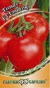 фото Евпатор F1 помидоры и томаты