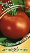 фото Урал F1 помидоры и томаты