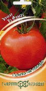 фото Фанат F1 помидоры и томаты