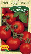 фото Фигаро F1 помидоры и томаты