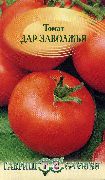 фото Дар Заволжья помидоры и томаты