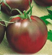 фото Цыган помидоры и томаты