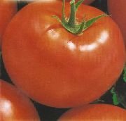 фото Щелковский ранний помидоры и томаты