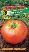 фото Огородник помидоры и томаты