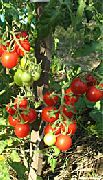 фото Нектар F1  помидоры и томаты