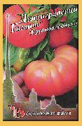 фото Ленинградский гигант помидоры и томаты