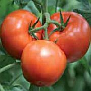 фото Парнтёр Семко F1 помидоры и томаты