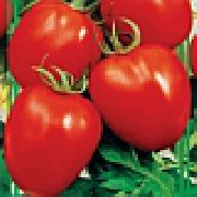 фото Паленка F1 помидоры и томаты