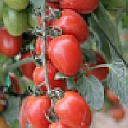 фото Черри Ира F1 помидоры и томаты