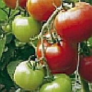 фото Целсус F1 помидоры и томаты