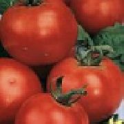 фото Юниор F1  помидоры и томаты