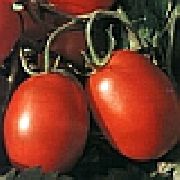фото Уникум F1 помидоры и томаты