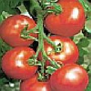 фото Сайт F1  помидоры и томаты