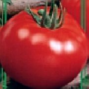 фото Тамань F1 помидоры и томаты