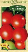 фото Талица F1 помидоры и томаты