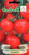 фото Камея помидоры и томаты