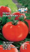фото Талалихин 186 помидоры и томаты