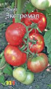 фото Экстремал помидоры и томаты
