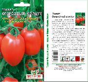 фото Огородный колдун помидоры и томаты