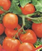 фото Увалень помидоры и томаты