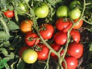 фото Таунсвиль F1 помидоры и томаты
