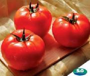 фото Царин F1 помидоры и томаты