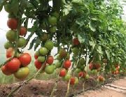 фото Ралли F1 помидоры и томаты