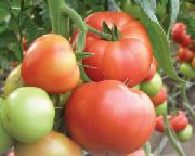 фото Абелюс F1 помидоры и томаты