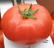 фото Ивет F1 помидоры и томаты