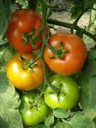 фото Кабинет F1 помидоры и томаты