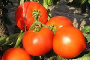 фото Гектор F1  помидоры и томаты
