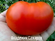 фото Академик Сахаров  помидоры и томаты
