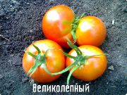 фото Великолепный  помидоры и томаты