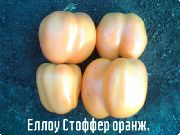 фото Еллоу Стоффер оранжевый  помидоры и томаты