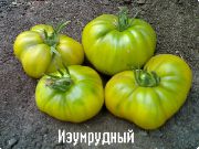 фото Изумрудный  помидоры и томаты