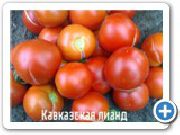 фото Кавказская лиана  помидоры и томаты