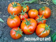 фото Оконный штамб помидоры и томаты