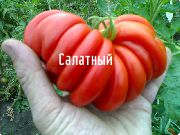 фото Салатный  помидоры и томаты