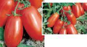 фото Улиссе F1 помидоры и томаты