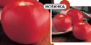 фото Калисти F1 помидоры и томаты