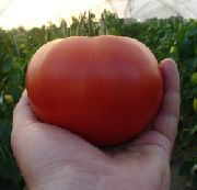 фото Эйджен F1 помидоры и томаты