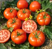 фото Эльпида помидоры и томаты