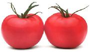 фото Парадайз F1 помидоры и томаты